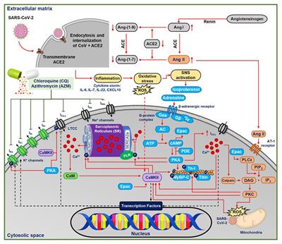 Beta-Adrenergic Receptor Stimulation Modulates the Cellular Proarrhythmic Effects of Chloroquine and Azithromycin